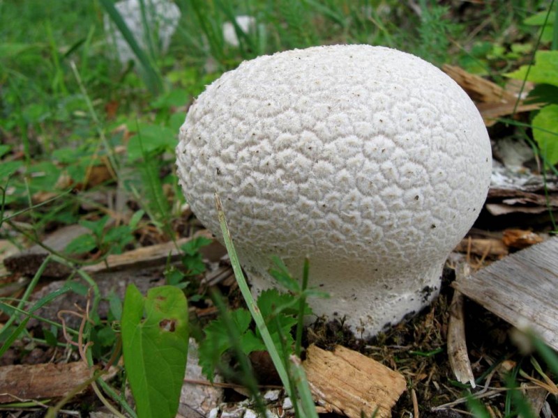Calvatia utriformis (Pers.) Jaap, лекарственный, съедобный гриб. Описание, действие, применение, вещества, полезные свойства и противопоказания. Лекарственный гриб. Плодовое тело гриба. 5 фотографий|Herbana.