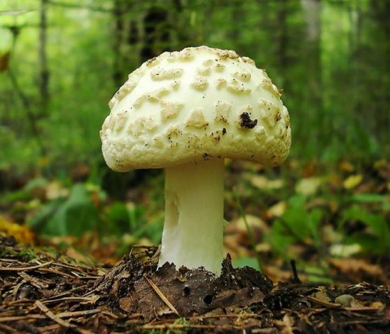 Бывают ли желтые мухоморы
