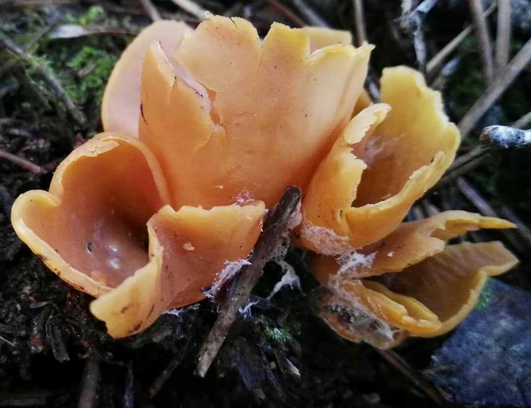 Aleuria abietina