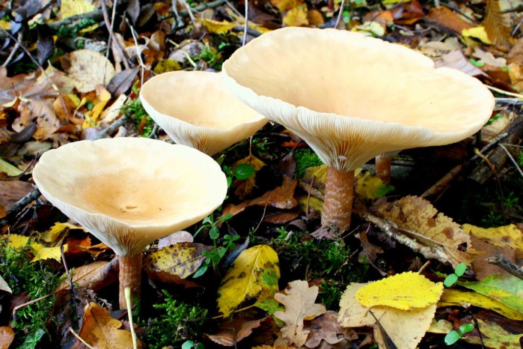Clitocybe phyllophila - Тихий серый яд