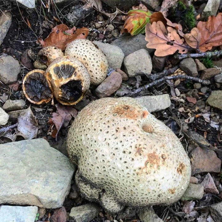 Головастый угорь (Bovistellautriformis)