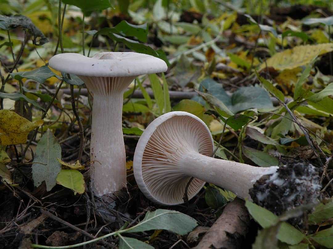 Infundibulicybe geotropa