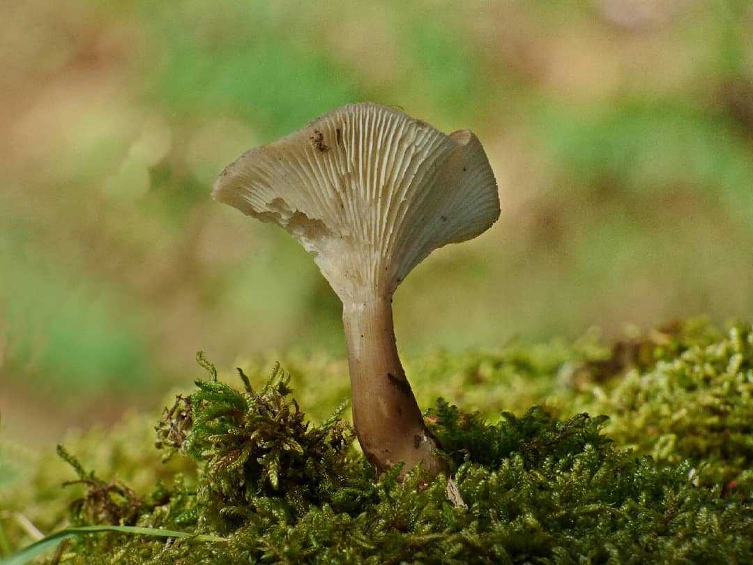 Воронье гнездо