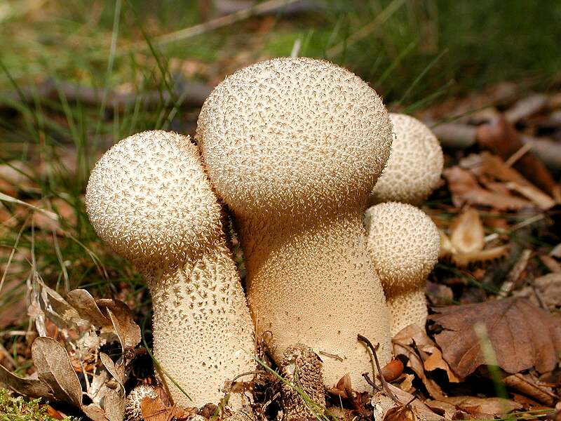 Удлиненный головастик (Lycoperdon excipuliforme) фото и описание