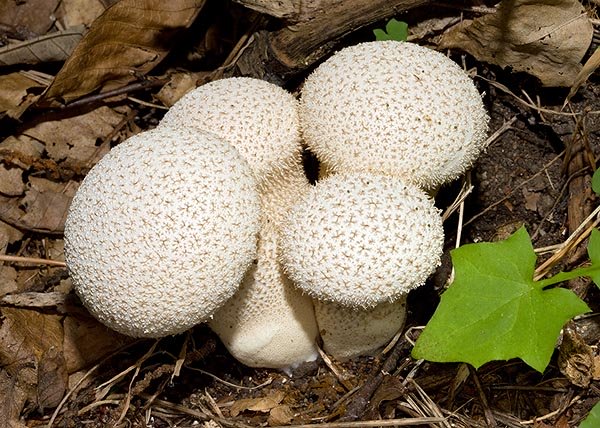 Фотографии и описание Lycoperdon excipuliforme (гриб головач)
