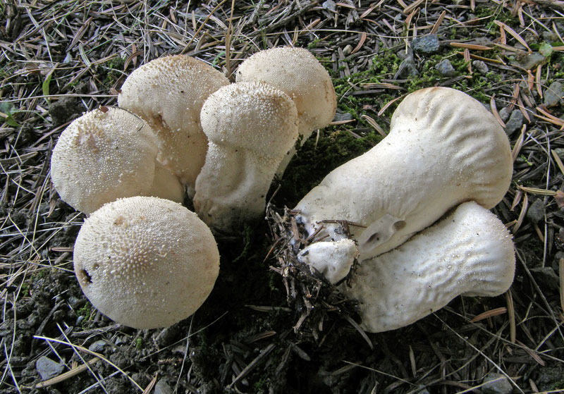 Удлиненный головастик (Lycoperdon excipuliforme) фотографии и описание