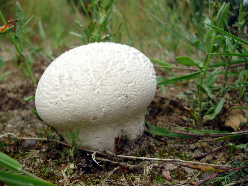 Головная губка (Bovistella utriformis) фото и описание
