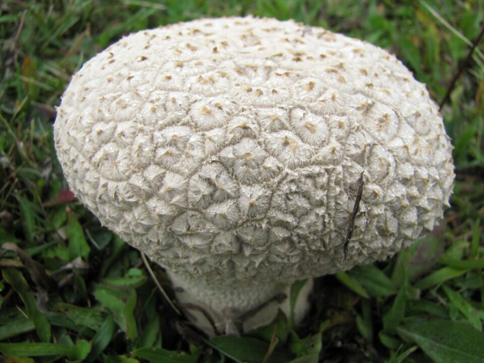 Головастик мешочек (Bovistella utriformis) фото и описание