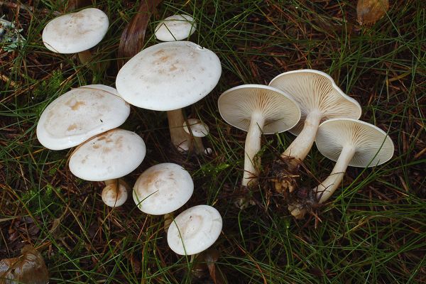 Пень восковой (Clitocybe phyllophila) Фотографії та опис