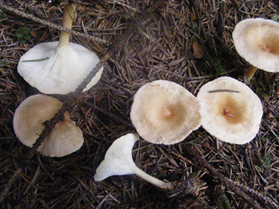 Клюква (Clitocybe gibba) Фотографії та опис