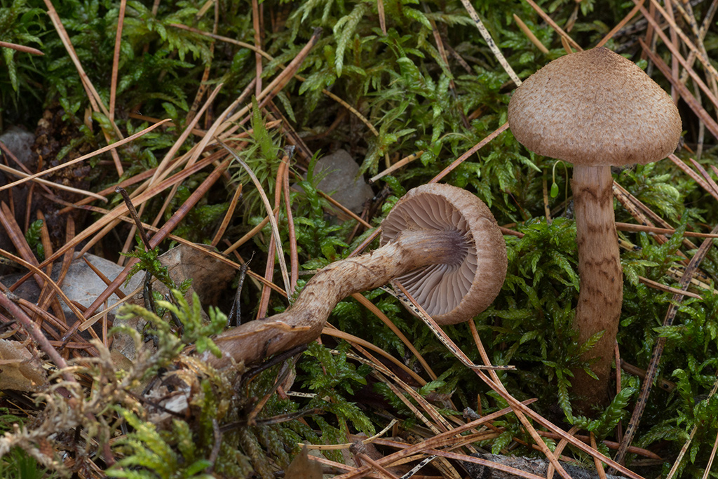 Cortinarius-pholideus-2019-09-16-IMG_3970-Tatiana-Bulyonkova.jpg