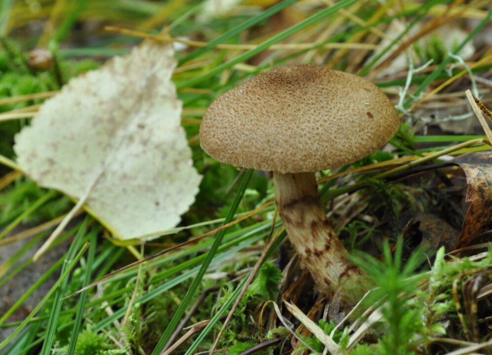 Cortinarius_pholideus.jpg