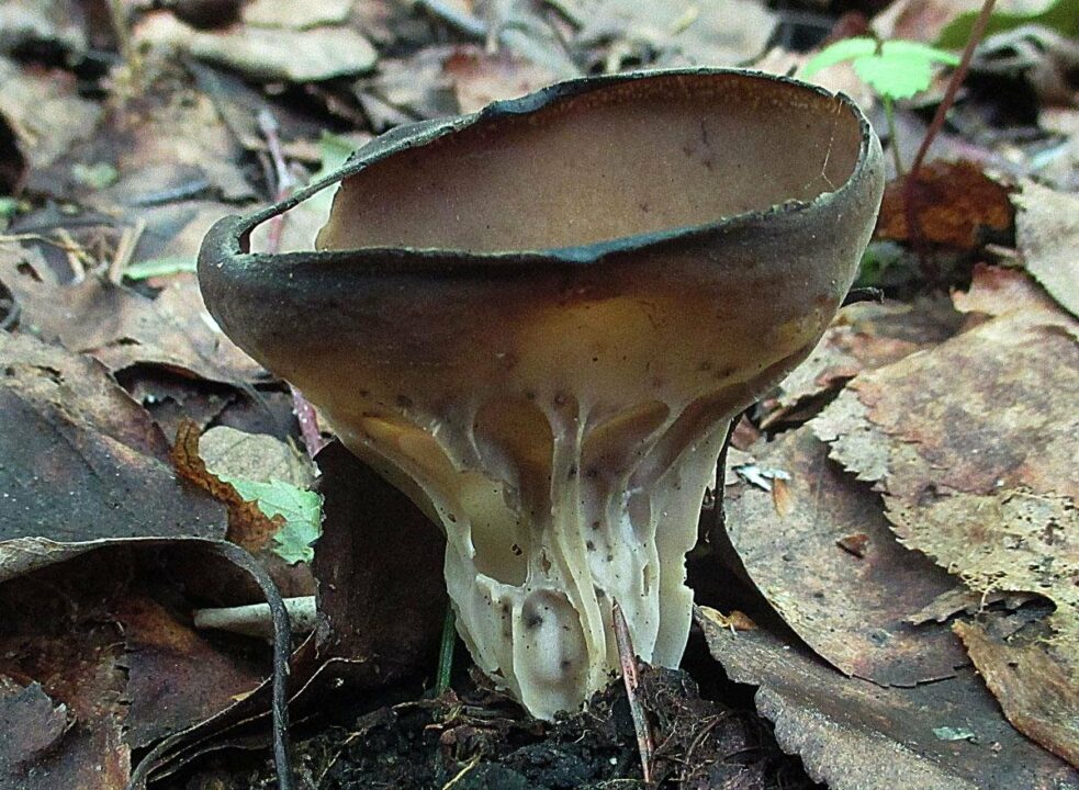 Loblolium acetabulum (Helvella acetabulum) фото и описание