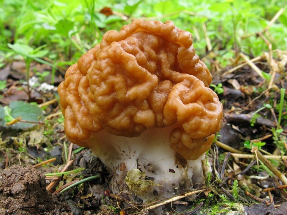 Gyromitra-gigas_04.jpg