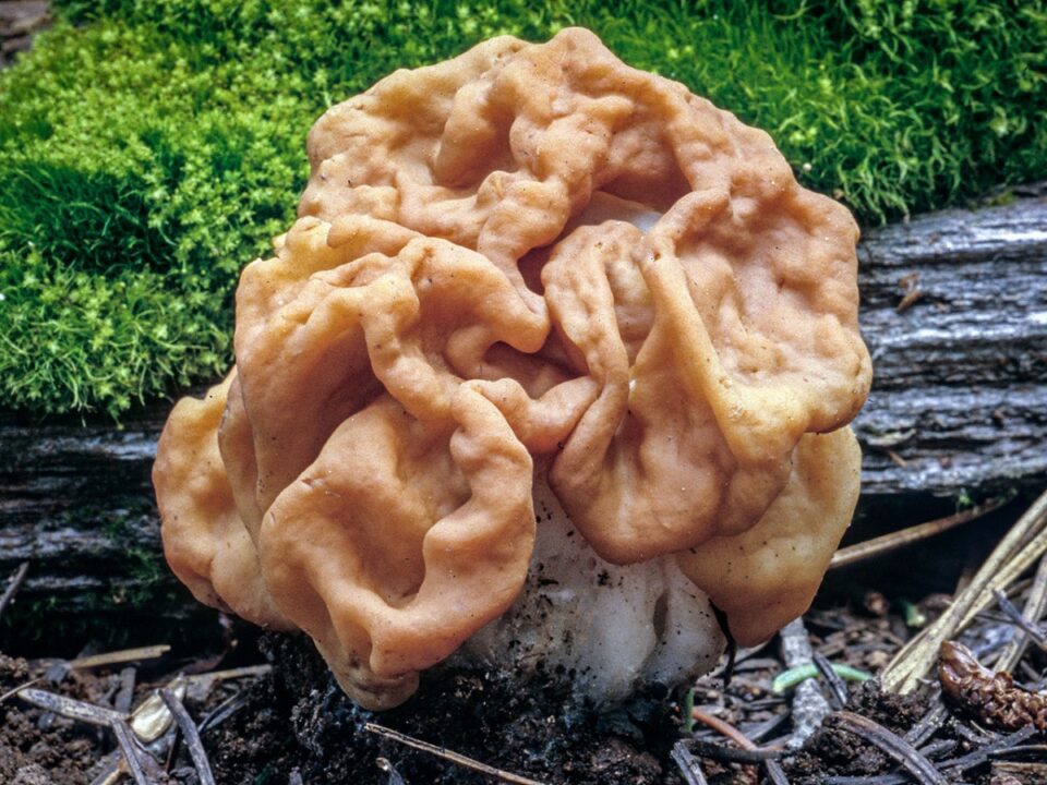 Gyromitra-gigas_06.jpg