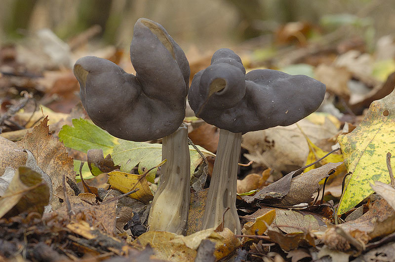 Гадюка (Helvella lacunosa) фото и описание