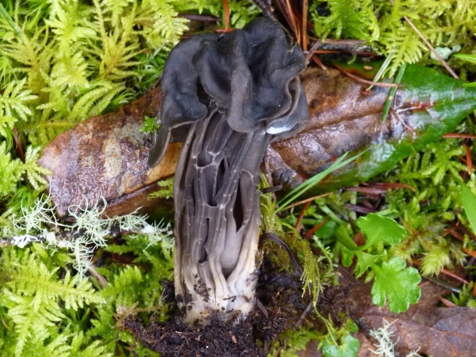 Фотографии и описание Helvella lacunosa
