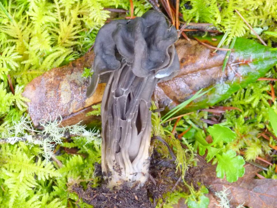 Спатекант курчавый Helvella lacunosa