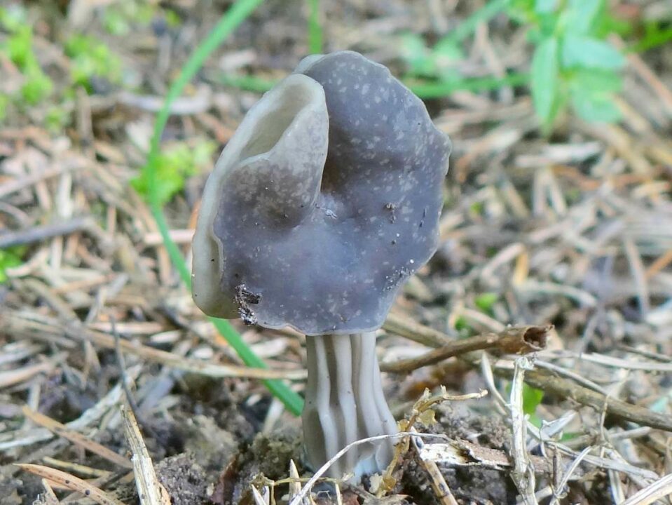 Helvella lacunosa, бороздчатая трава