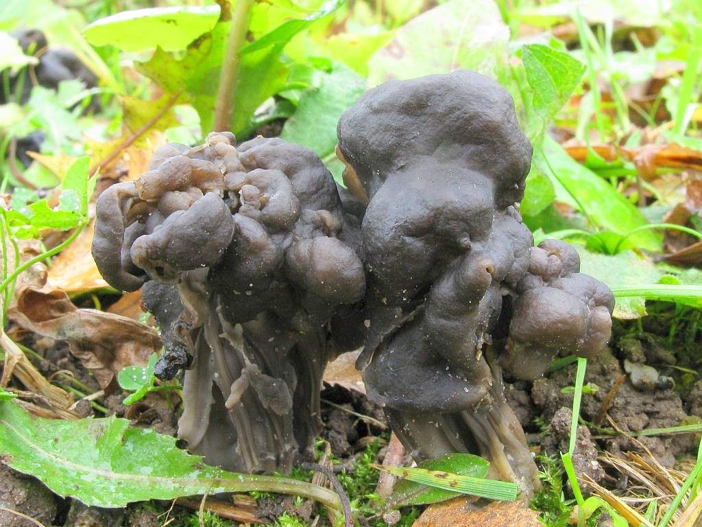 Spatula lacunosa (Спатула лакуноза)