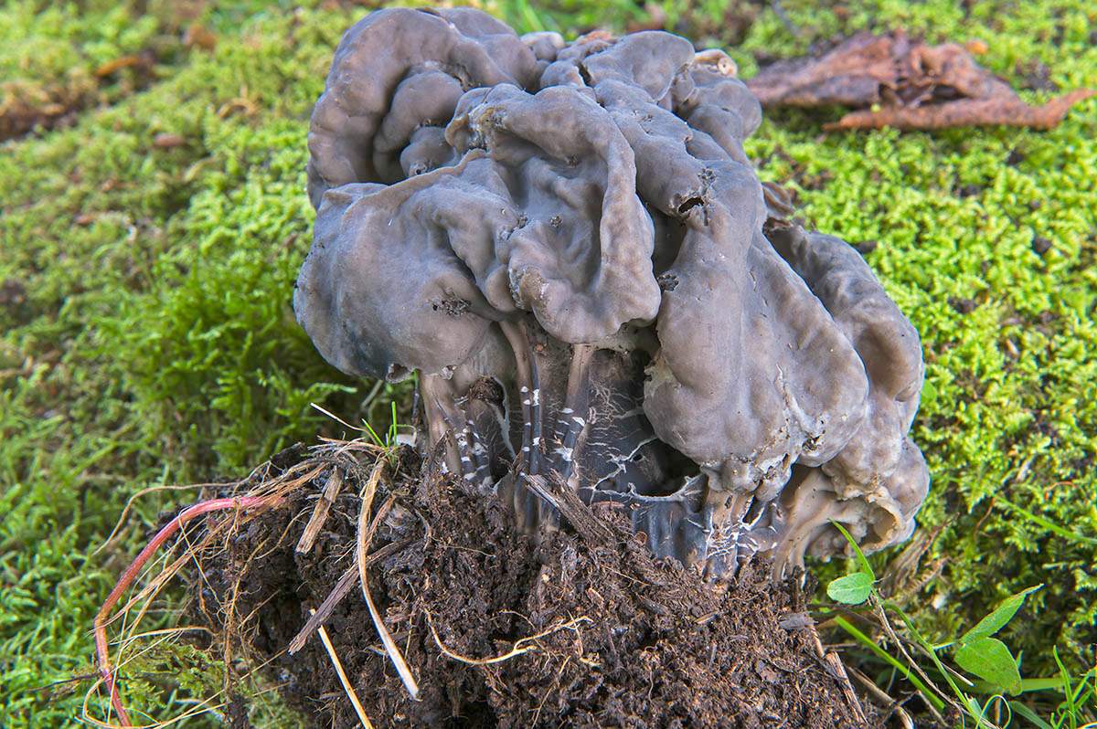 Spatula lacunosa (Спатула лакуноза)