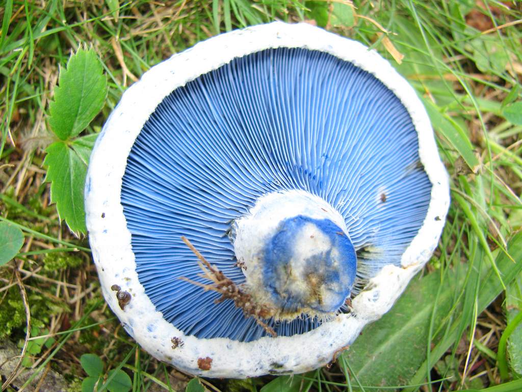 Морошка Lactarius indigo