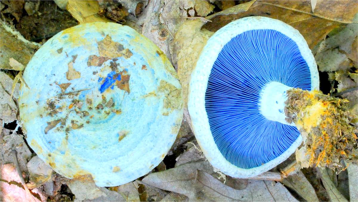 Маленькая голубая звезда Lactarius indigo