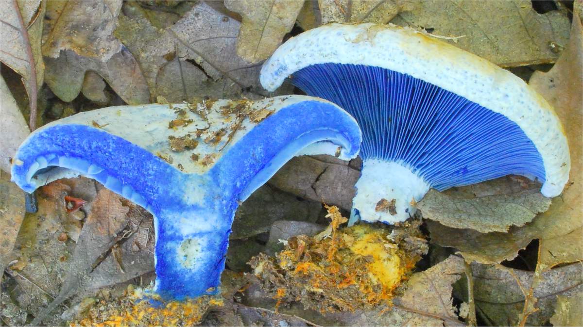Синий скворец Lactarius indigo
