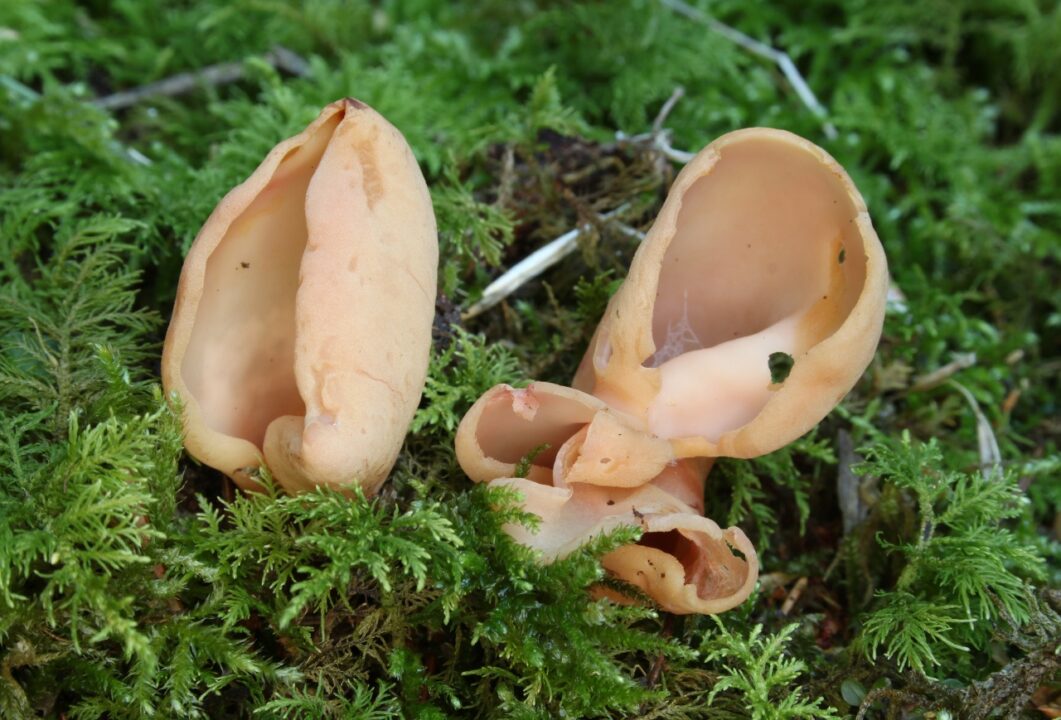 Ears-onotica_01.jpg