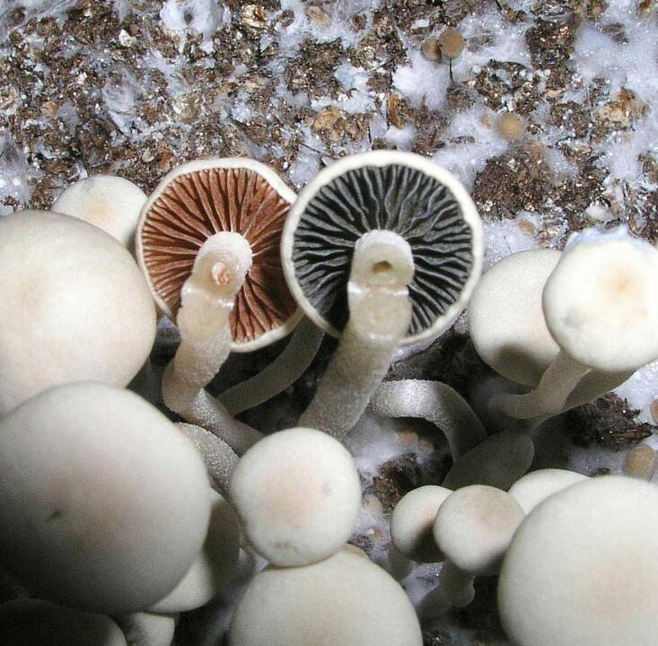 Panaeolus-cyanescens_03.jpg