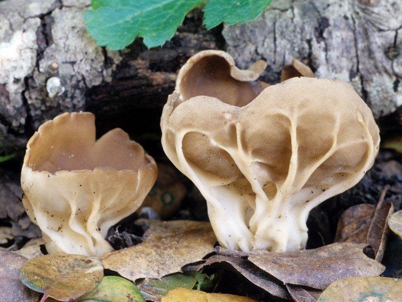 Toadstool