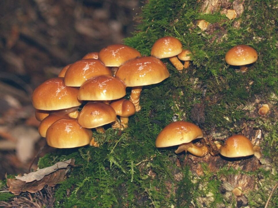 Съедобные чешуйки (Pholiota nameko).