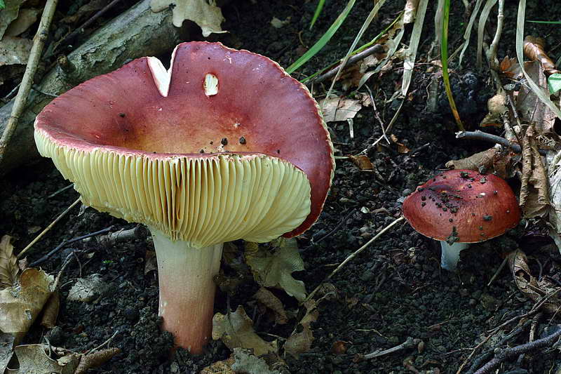 Фотографии и описание Russula alutacea (зелено-красная)