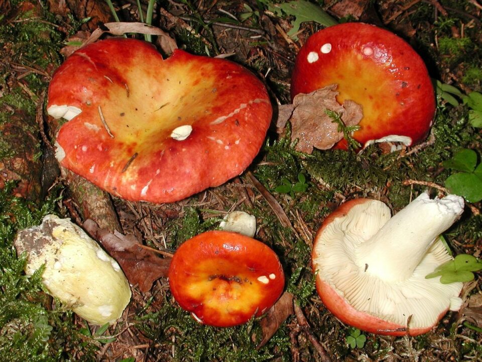 Гольденрод (Russula aurea)