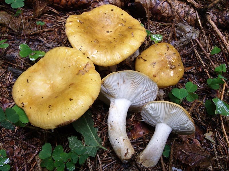 Rawhouse жовтий (Russula ochroleuca) Фотографії та опис