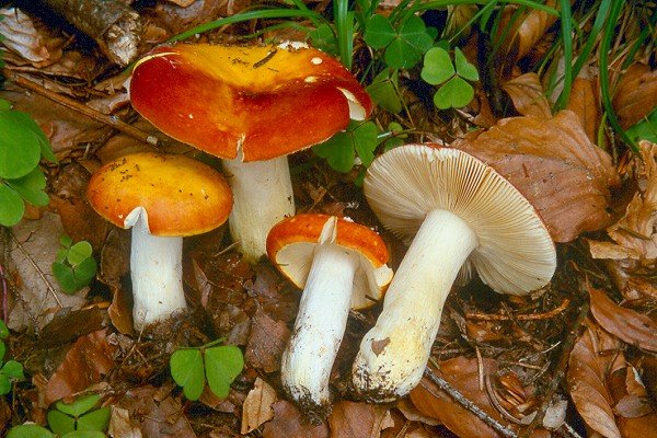 Ласка (Russula aurea)