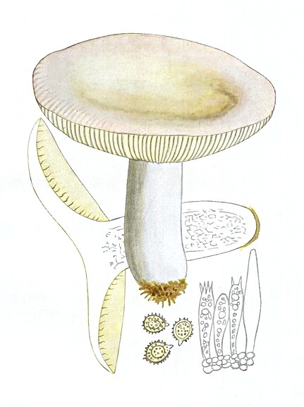 Russula alutacea зелено-красная - Википедия