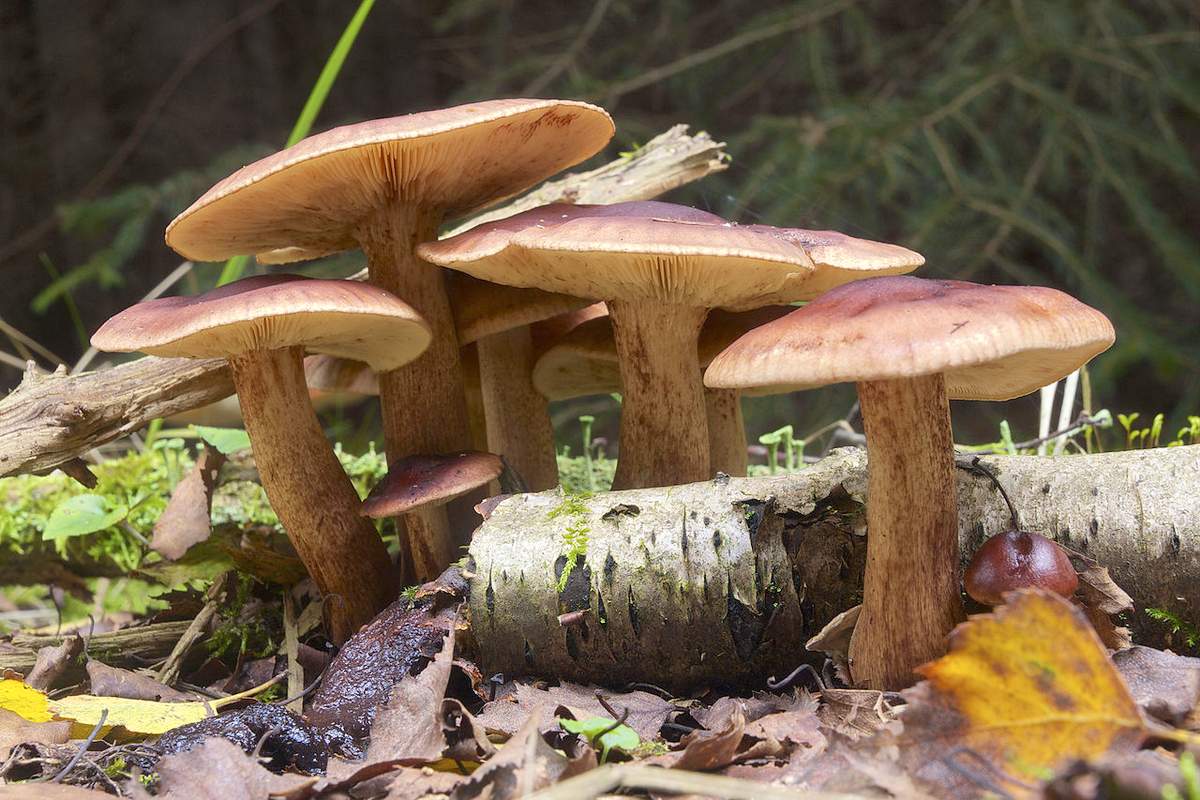Рудовка тоуни Tricholoma fulvum
