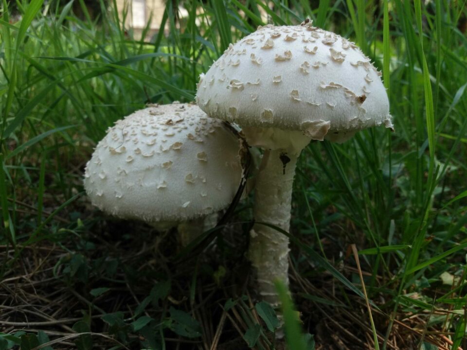 Saproamanita_vittadinii_3.jpg