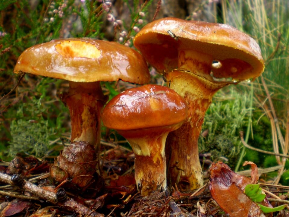 Лиственничный масленок (Suillus grevillei) фото и описание
