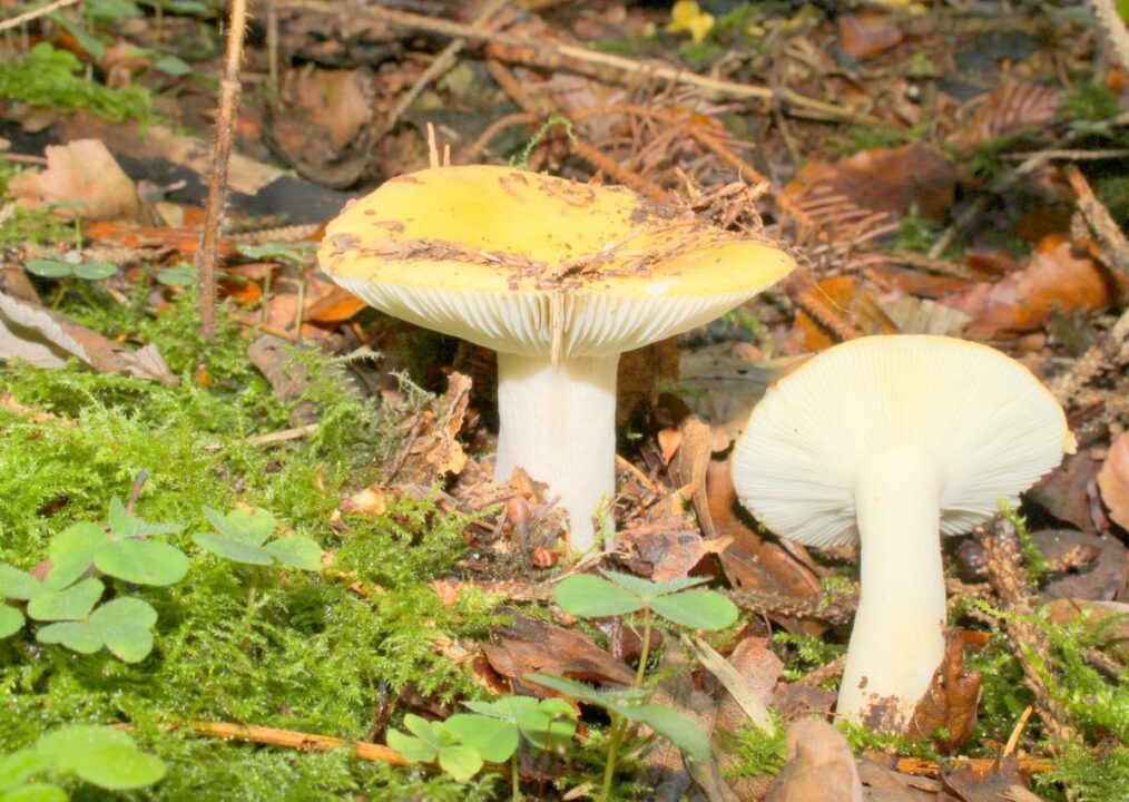Ochroleuca Russula ochroleuca