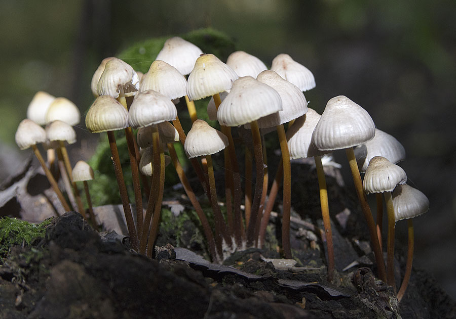 Mycena inclinata_0133 _DSC3462.jpg