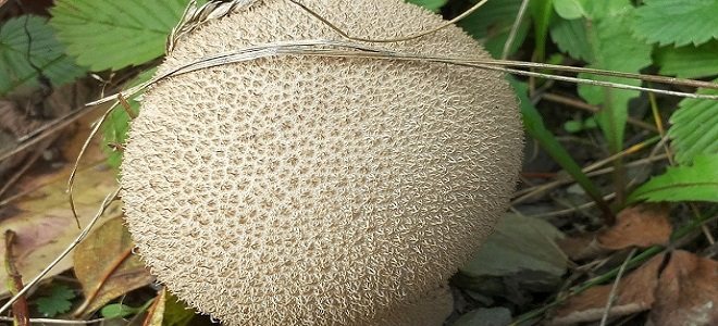 Полезно для торжественных грибов