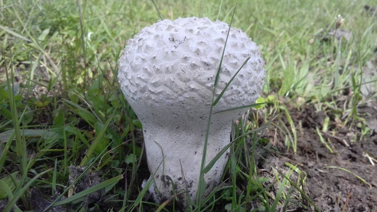 Фотографии и описание головного желудя (Bovistella utriformis)