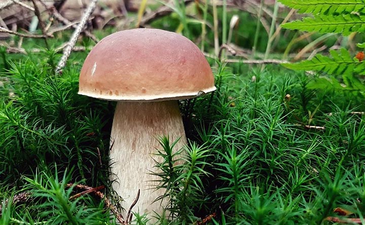 Топ 10 интересных фактов о Boletus