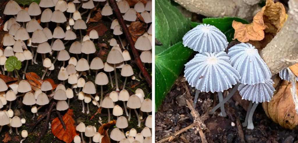 1-Psathyrella pygmaea 2-Навозный жук