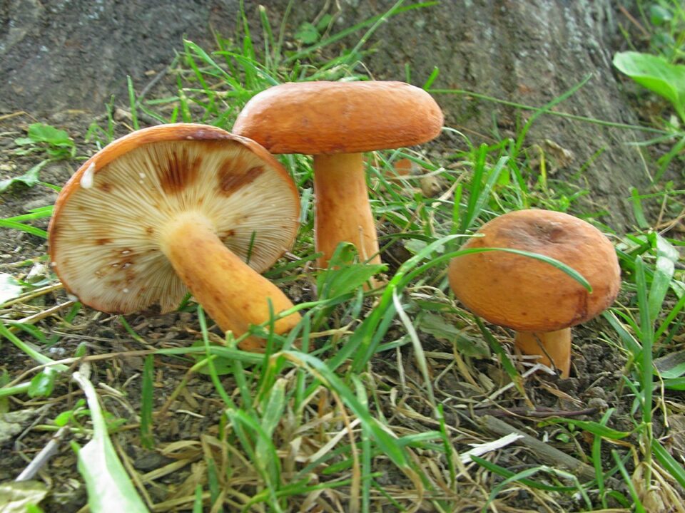 Где растет