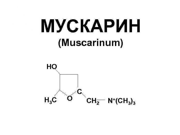 Мицена наклоненная