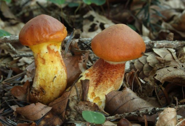 Лиственничный гревиллей (Suillus grevillei): как выглядит, можно ли его есть и как приготовить