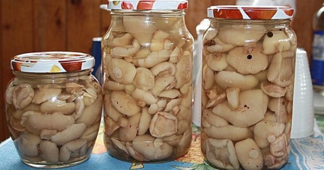 Лиственничные маслята
